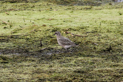 Pluvialis squatarola