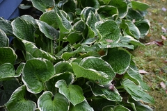 Hosta capitata