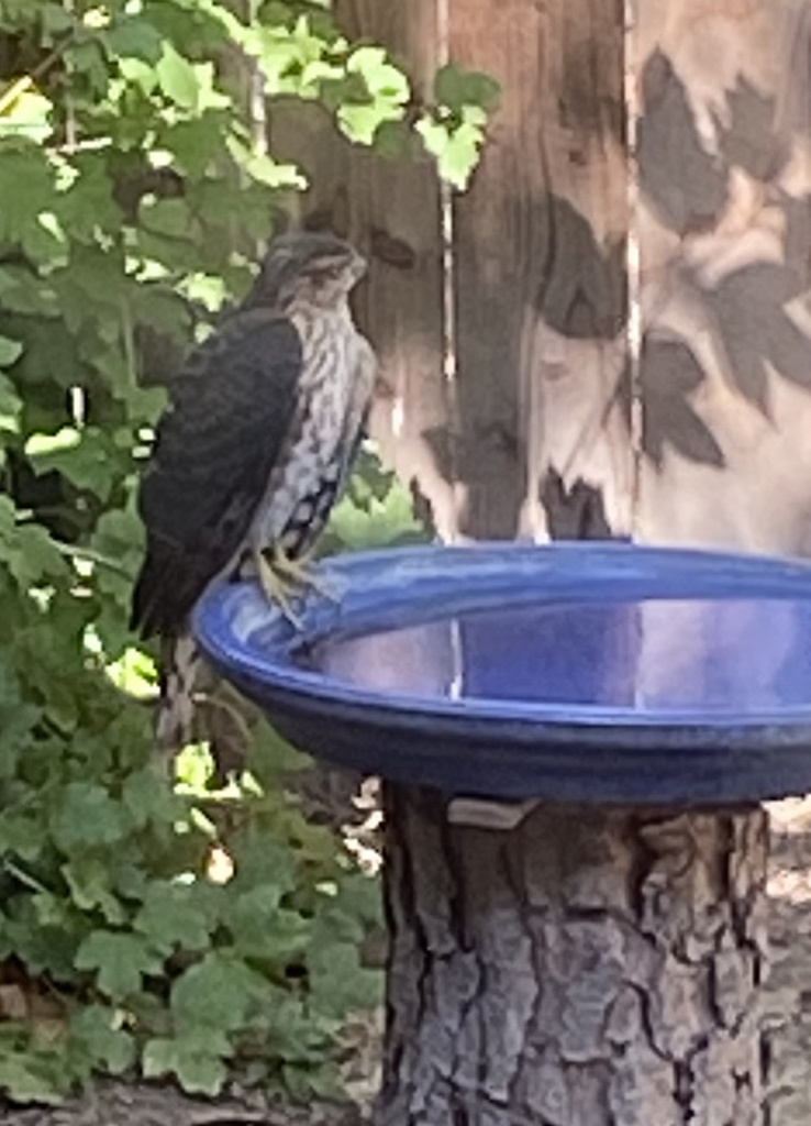 Sharp-shinned Hawk from Martin Dr, Novato, CA, US on September 26, 2021 ...