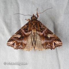 Callopistria exotica