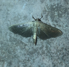 Herpetogramma sphingealis