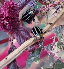 Disonycha glabrata