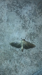 Herpetogramma sphingealis