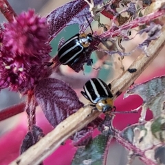 Disonycha glabrata