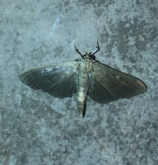 Herpetogramma sphingealis