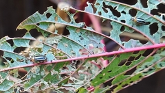 Disonycha glabrata