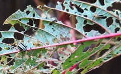 Disonycha glabrata