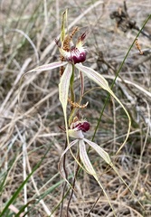Caladenia × cala