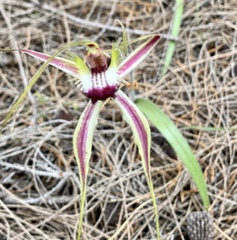 Caladenia × cala