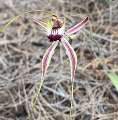 Caladenia × cala