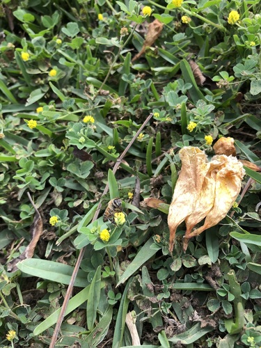 photo of Western Honey Bee (Apis mellifera)