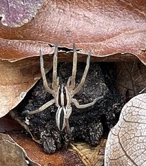 Rabidosa santrita
