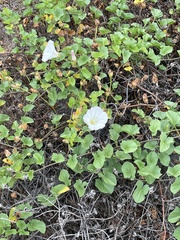 Calystegia macrostegia macrostegia