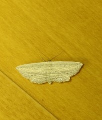 Hyposada hydrocampata