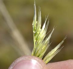 Capeochloa cincta cincta