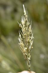 Capeochloa cincta cincta