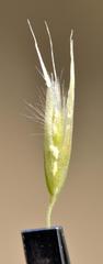 Capeochloa cincta cincta