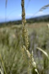 Capeochloa cincta cincta