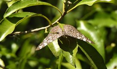 Hamadryas feronia
