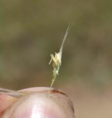 Capeochloa cincta cincta