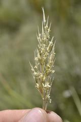 Capeochloa cincta cincta