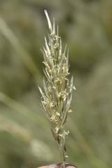 Capeochloa cincta cincta