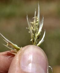 Capeochloa cincta cincta