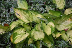 Hosta undulata
