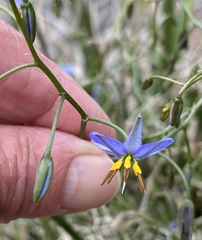 Dianella brevicaulis