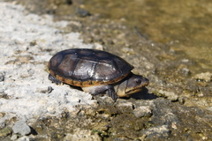 Claudius angustatus