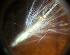 Capeochloa cincta cincta