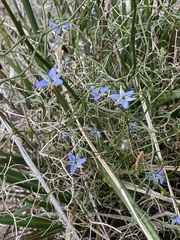 Dianella brevicaulis