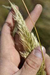 Capeochloa cincta cincta