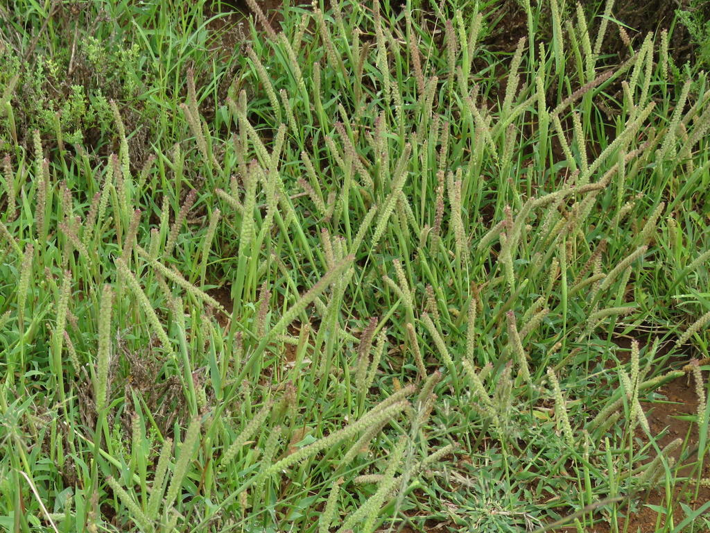 Traginae