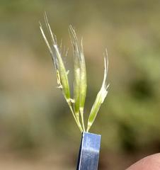 Capeochloa cincta cincta