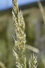 Capeochloa cincta cincta