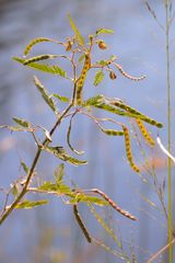 Aeschynomene virginica