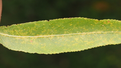 Melampsora epitea