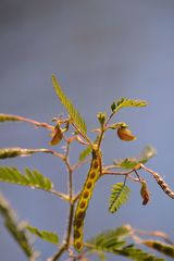 Aeschynomene virginica