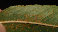 Melampsora epitea
