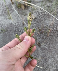 Corispermum americanum