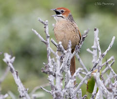 Sphenoeacus afer afer