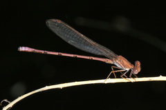 Argia pallens