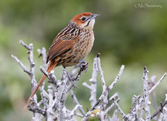 Sphenoeacus afer afer