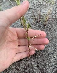 Corispermum americanum
