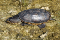 Claudius angustatus