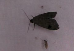 Abablemma brimleyana