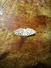 Conchylodes ovulalis