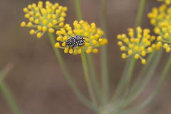 Oxythyrea testaceoguttata