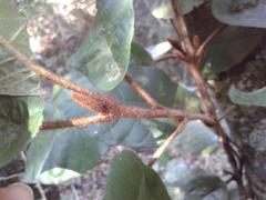 Trichocladus crinitus